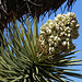 Joshua Tree Bloom (3581)