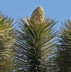 Joshua Tree Bloom (3644)