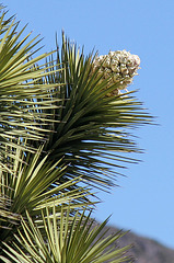 Joshua Tree Bloom (3645)