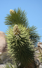 Joshua Tree Blooms (3621)