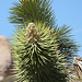 Joshua Tree Blooms (3621)