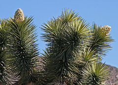 Joshua Tree Blooms (3646)