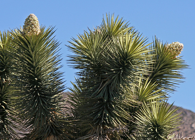 Joshua Tree Blooms (3646)