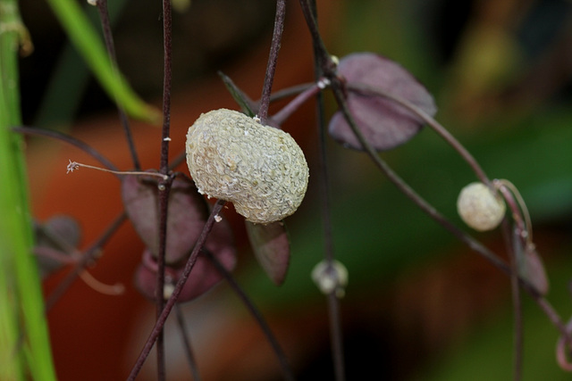 Ceropegia woodii