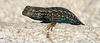 Lizard (3629)