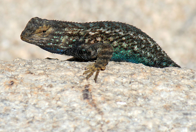 Lizard (3630)