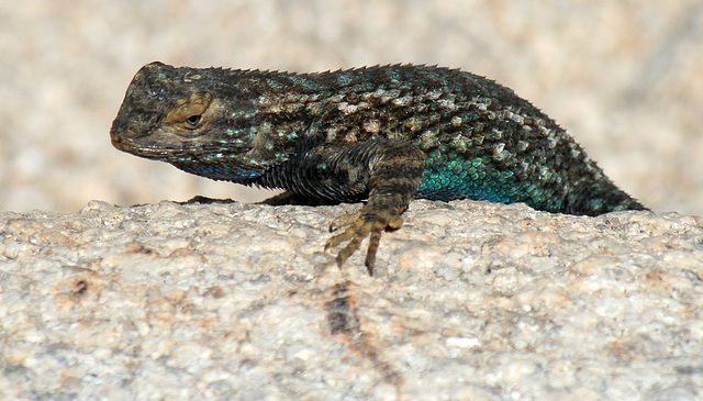 Lizard (3631)
