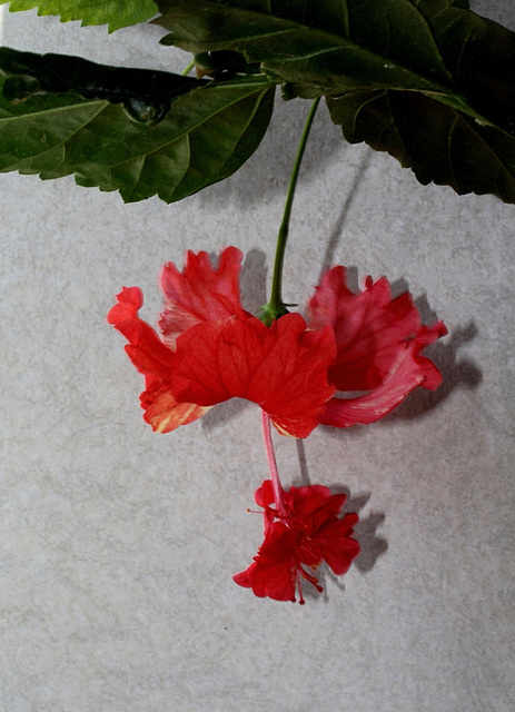 Hibiscus El Capitolio