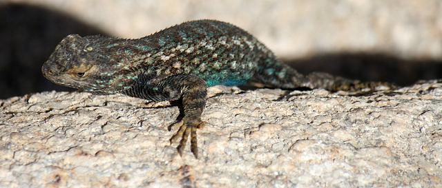 Lizard (3632)