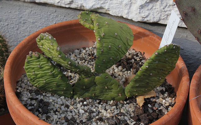 Opuntia humifusa -fin d'hiver