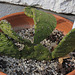 Opuntia humifusa -fin d'hiver