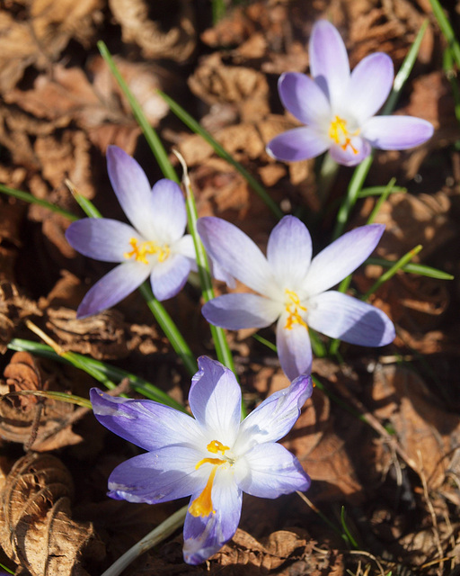 erste Krokusse