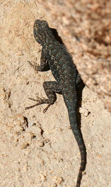 Lizard (3635)