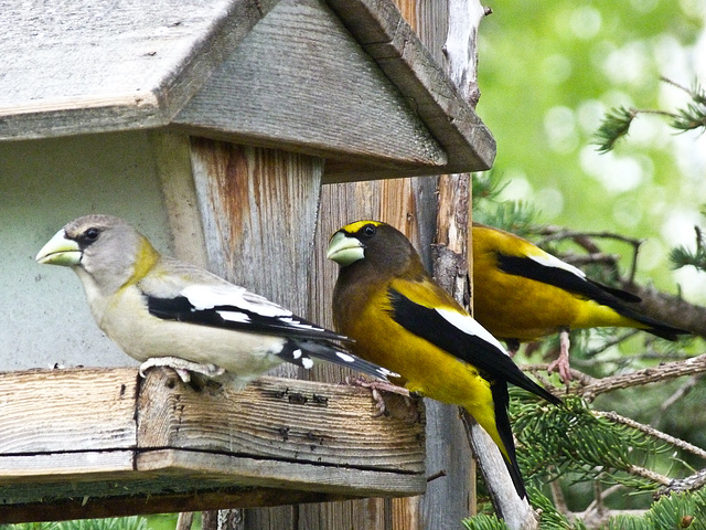 Evening Grosbeaks from 2012