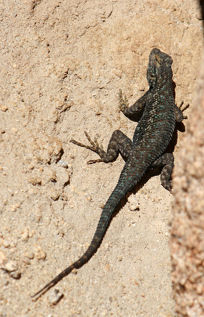 Lizard (3637)