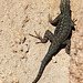 Lizard (3637)