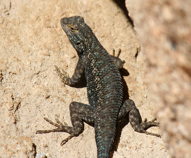 Lizard (3638)