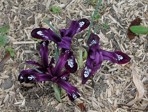 Iris reticulata 'Pauline'