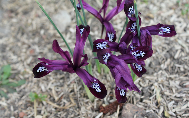 Iris reticulata 'Pauline'