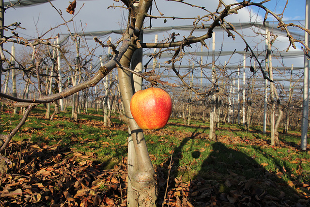 der Apfel aus einer anderen Perspektive