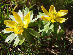 Winterlinge im Sonnenschein