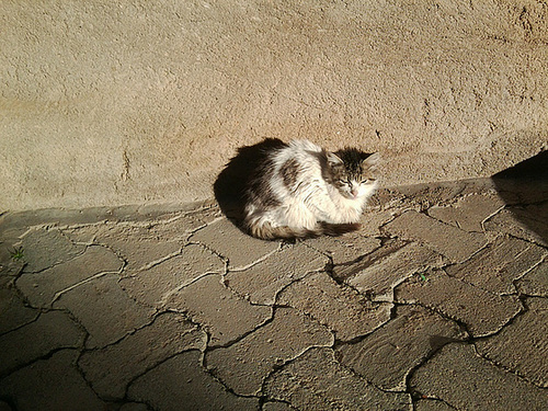 Chat seul