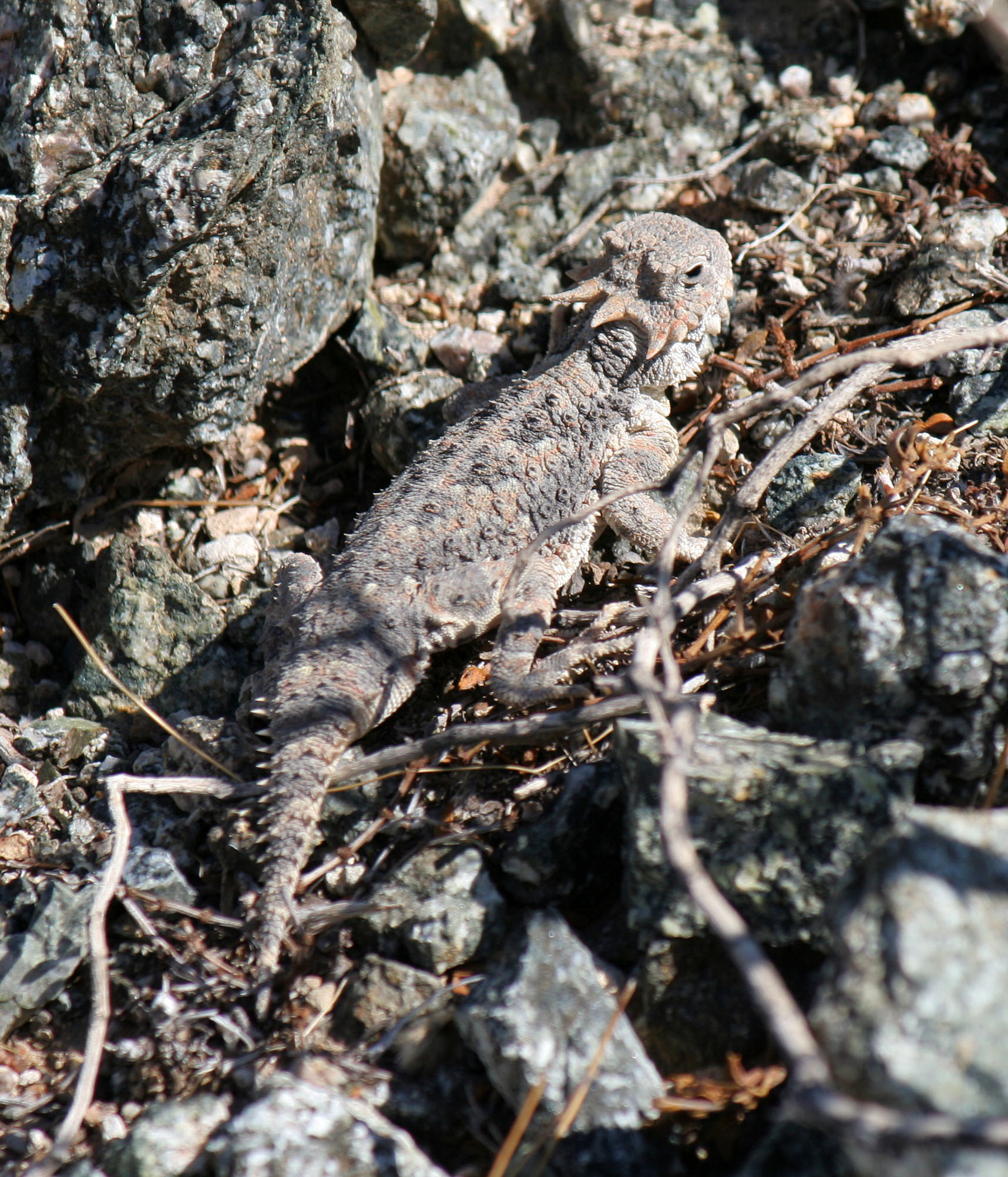 Desert Horned Lizard (3272)
