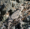 Desert Horned Lizard (3273)