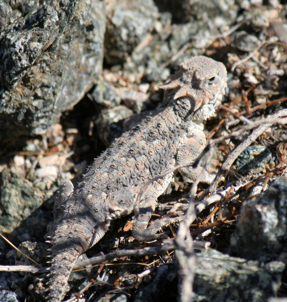 Desert Horned Lizard (3274)