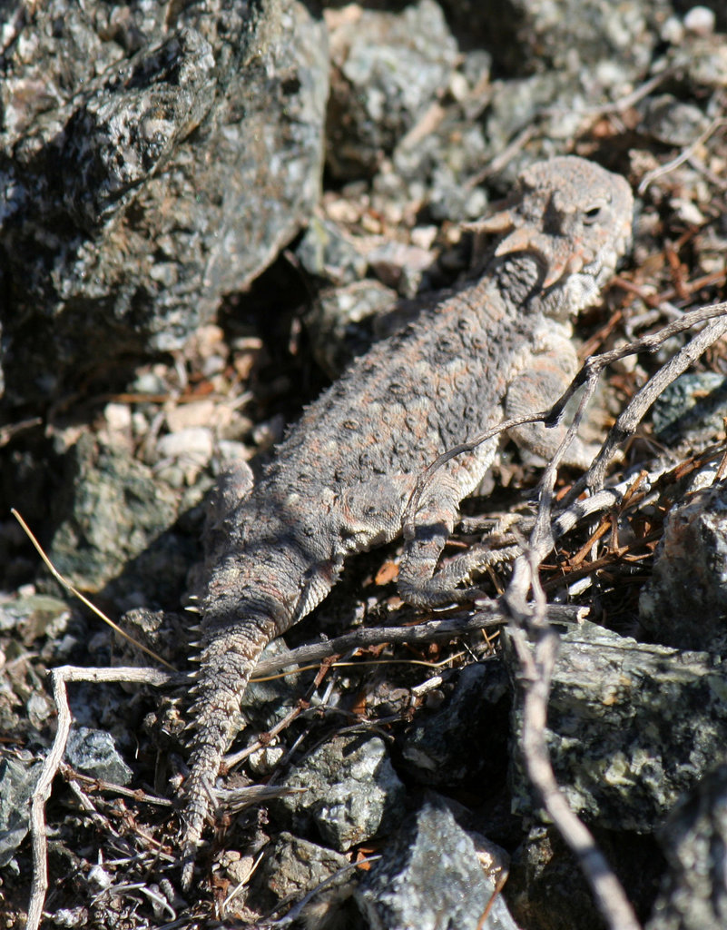 Desert Horned Lizard (3275)