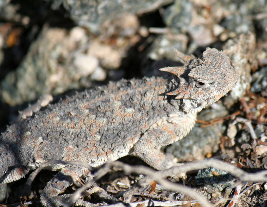 Desert Horned Lizard (3277)
