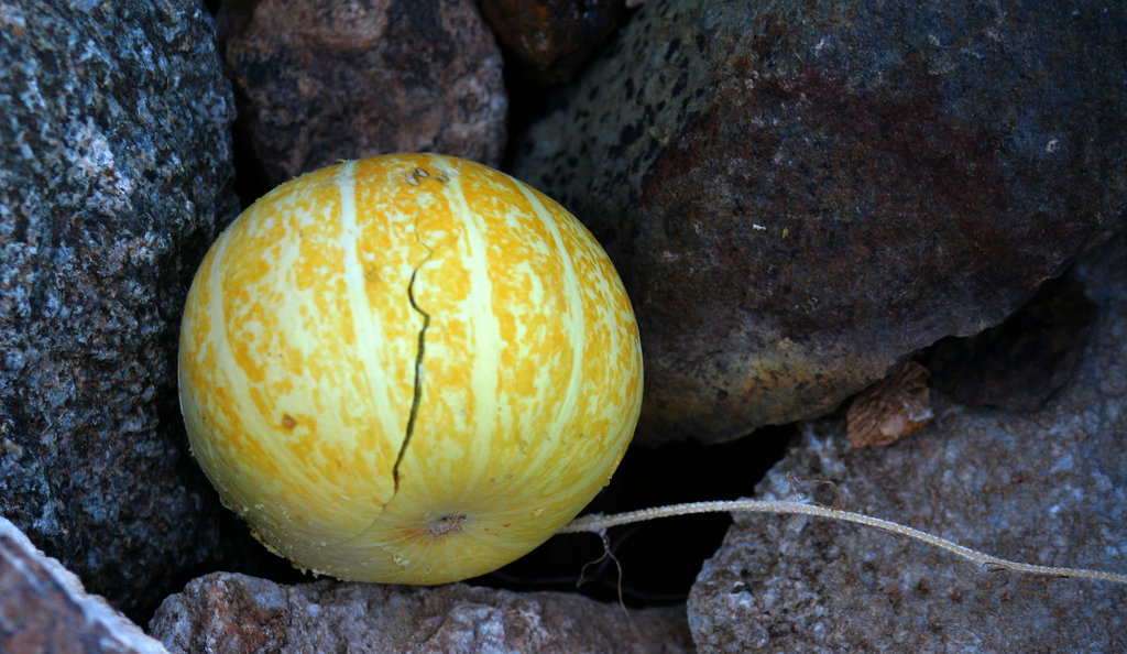 Coyote Melon (3283)