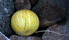 Coyote Melon (3283)