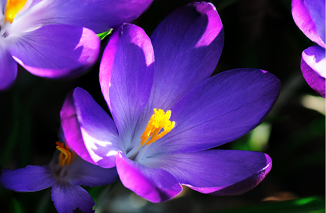 Crocus 1