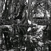 forêt de mapé,Inocarpus fagifer
