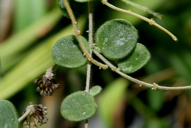 Hoya serpens