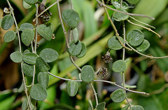 Hoya serpens (3)