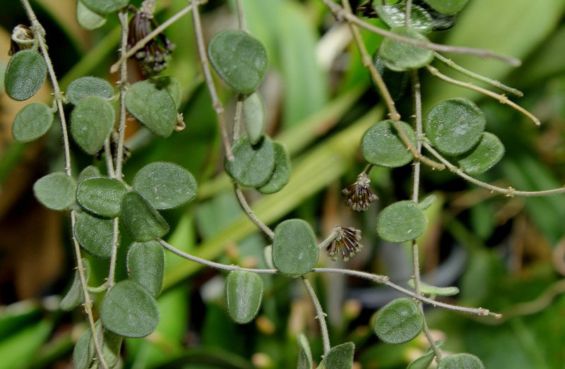 Hoya serpens (3)