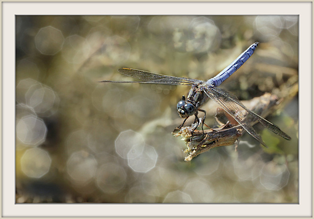 Orthetrum "texturé"