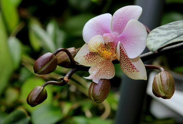 Phalaenopsis wiganae