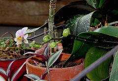 Phalaenopsis montant en fleur