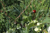 Coccinelle