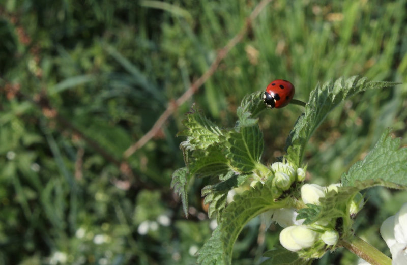 Coccinelle