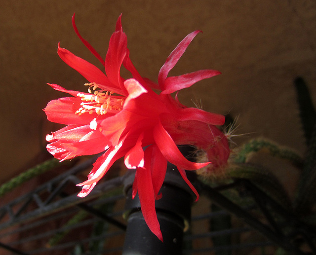 Cactus Flower (0814)