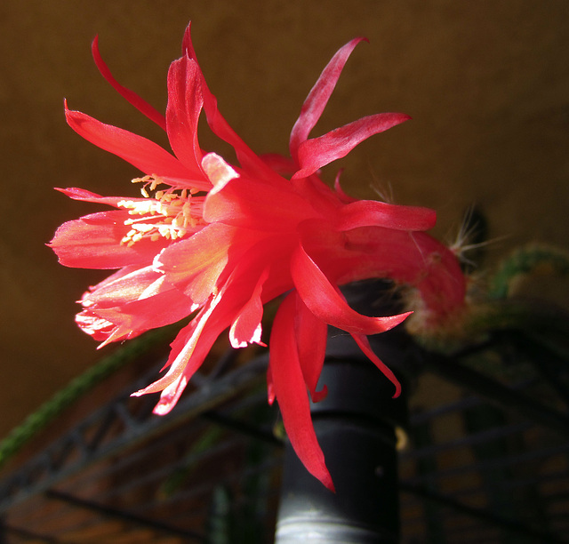 Cactus Flower (0815)