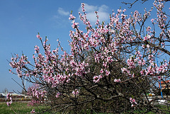 Printemps en roooze (4) Printemps en roooze (4)