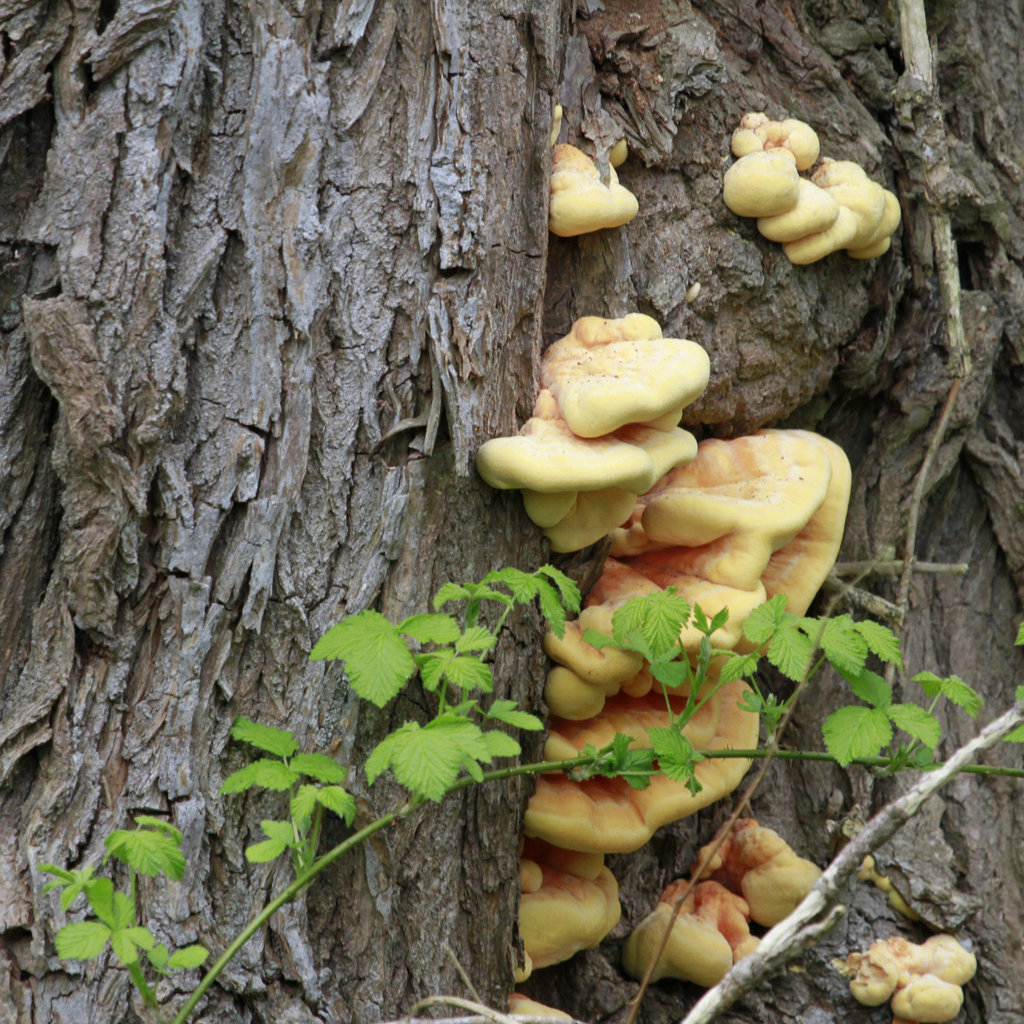 Polypore soufré