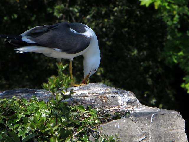 Vögel im Park Lake