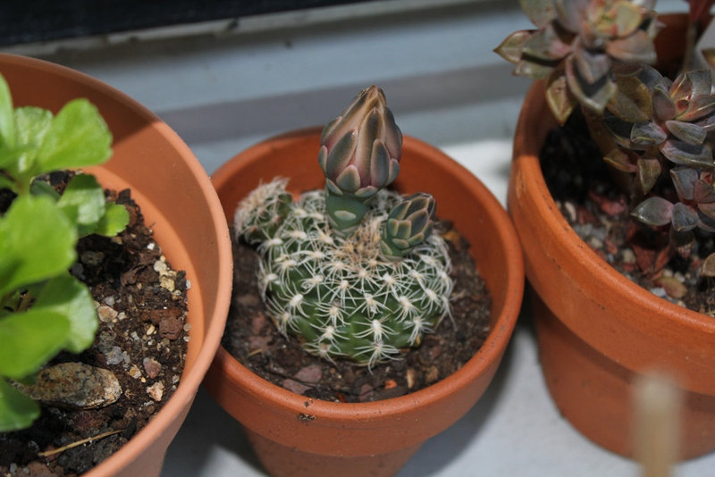 Gymnocalycium proliferum