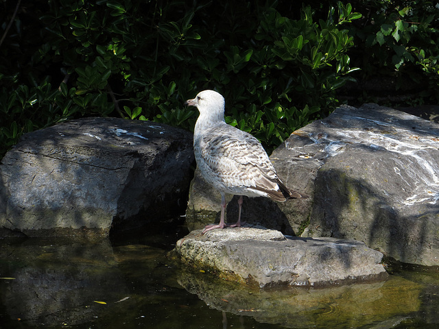 Vögel im Park Lake